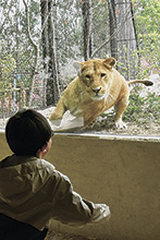 茶臼山動物園にライオンの丘
