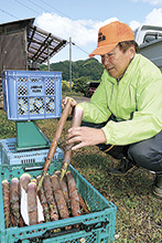 ハチク出荷始まる