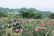 大岡のダリア園5倍に拡大