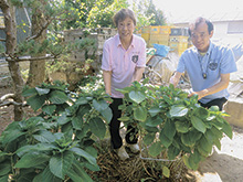被災アジサイ、福島へ里帰り
