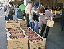 贈答用リンゴ不足